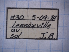 Cicindela repanda repanda