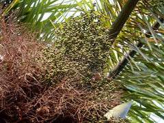 Roystonea borinquena