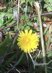 Taraxacum officinale