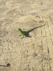Iguana iguana