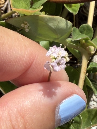 Boerhavia repens observed 2026-06-30