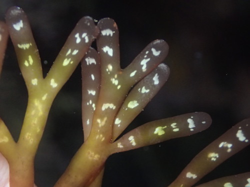 Rhodymenia californica observed 2026-06-30