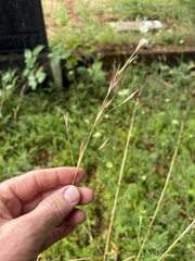 (c) Ed Alverson, some rights reserved (CC BY) Bromus carinatus, photograph (c) Ed Alverson, some rights reserved (CC BY)