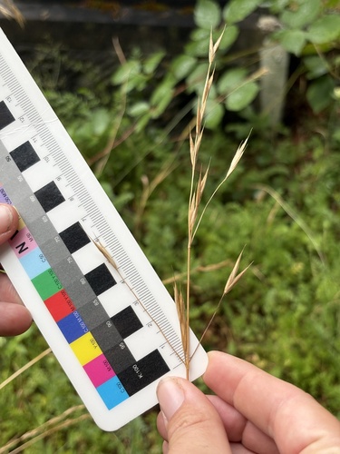 Bromus carinatus, photograph 3