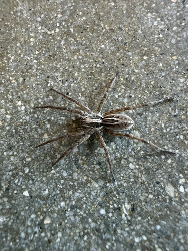 iNaturalist observation photo of Brush-legged Spiders