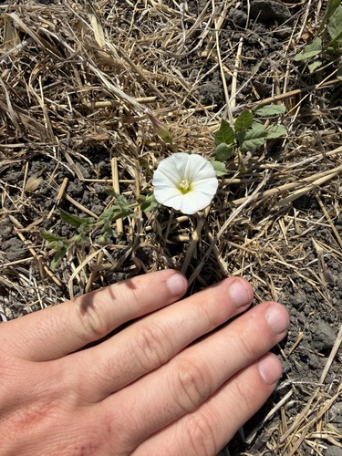 iNaturalist observation photo of bindweeds