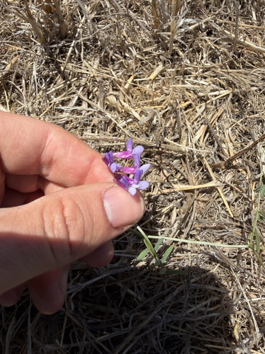 iNaturalist observation photo of Vetches