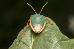 Edessinae