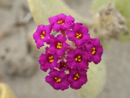 Abronia maritima, photograph 3
