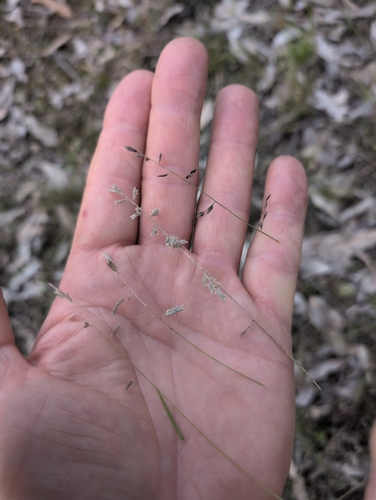 Eragrostis brownii, photograph 5