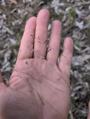 Eragrostis brownii, photograph author not stated, no rights reserved
