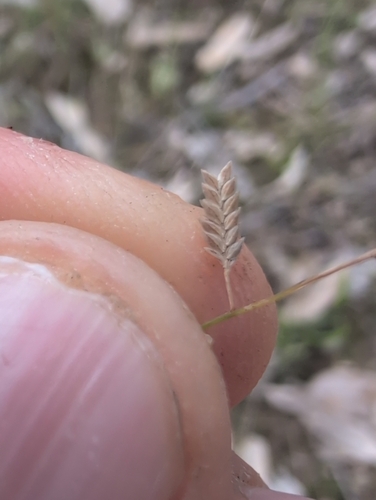 Eragrostis brownii, photograph 6