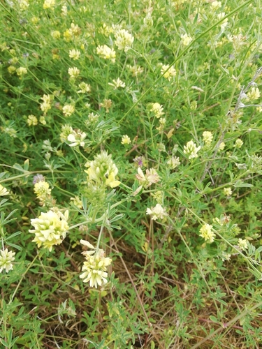 sickle alfalfa