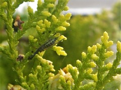 Phaeostigma