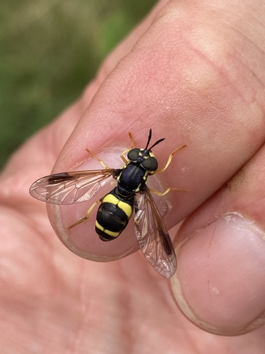 two-banded wasp hoverfly