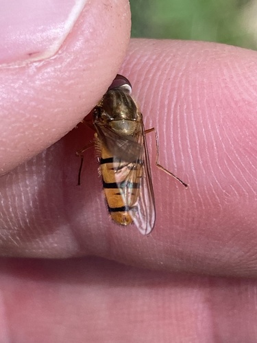 Marmalade Hover Fly