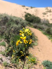Erysimum suffrutescens