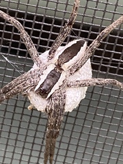 Pisaurina brevipes