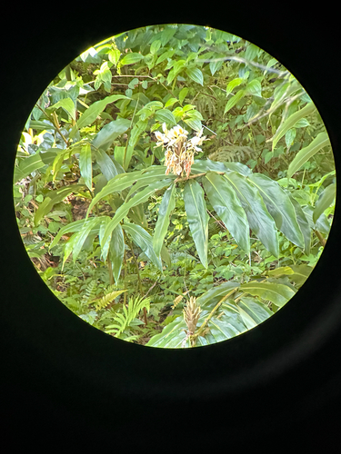 Hedychium flavescens, photograph 1