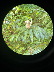 Hedychium flavescens, photograph (c) Kyle Elshoff, some rights reserved (CC BY)