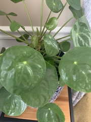 Pilea peperomioides