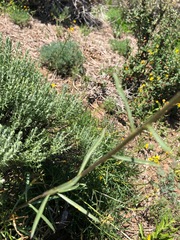 Erysimum suffrutescens