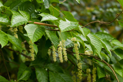 Homalium cochinchinense