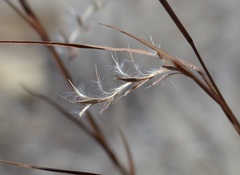 Schizachyrium