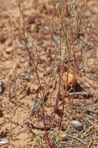 Gilia inconspicua, 2026-05-23