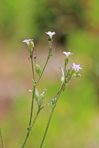 Gilia inconspicua, 2026-05-24