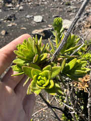 Dubautia menziesii, photograph (c) Kyle Elshoff, some rights reserved (CC BY)