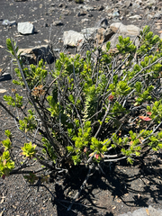 Dubautia menziesii, photograph (c) Kyle Elshoff, some rights reserved (CC BY)