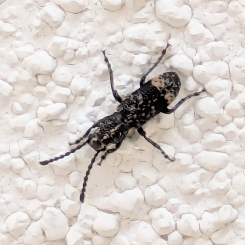 Xylinada striatifrons
