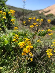 Erysimum suffrutescens