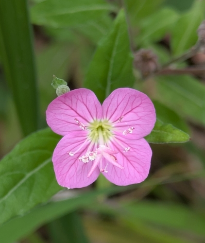rose evening primrose