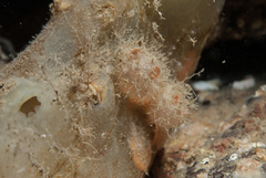 Boltenia echinata