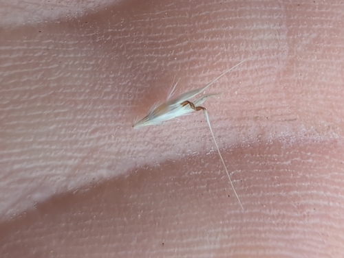 Rytidosperma racemosum, photograph 3