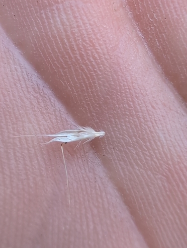 Rytidosperma racemosum, photograph 4