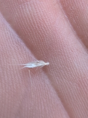 author not stated, no rights reserved Rytidosperma racemosum, photograph author not stated, no rights reserved