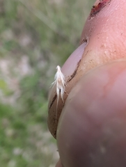 author not stated, no rights reserved Rytidosperma racemosum, photograph author not stated, no rights reserved