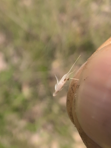 Rytidosperma racemosum, photograph 6