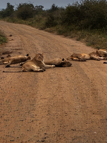 Southern Lion