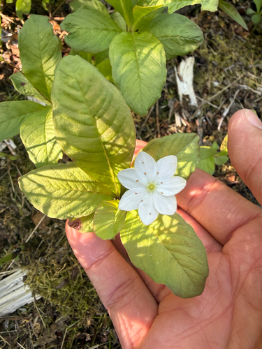 Arctic Starflower