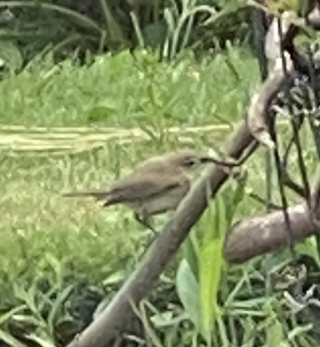 Common Chiffchaff