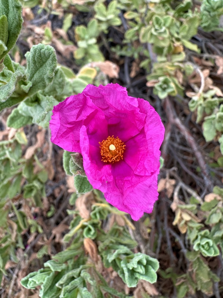 Cistus × incanus; photograph Roberto Daniel Avila, CC BY, iNaturalist via GBIF