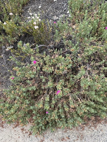 Cistus × incanus, photograph 1