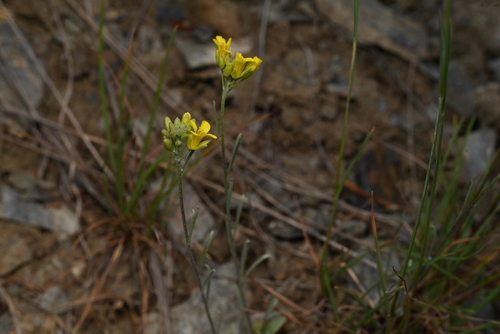 Physaria douglasii, 2026-05-19