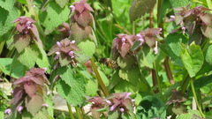 Anthophora