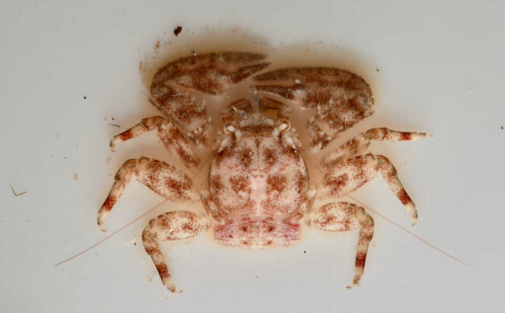 Petrolisthes pubescens