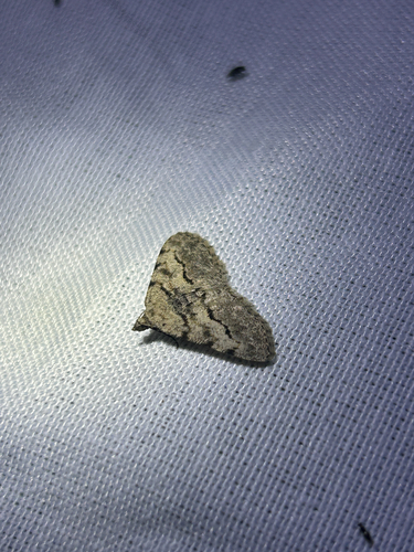 Hollow-spotted Angle photo 4